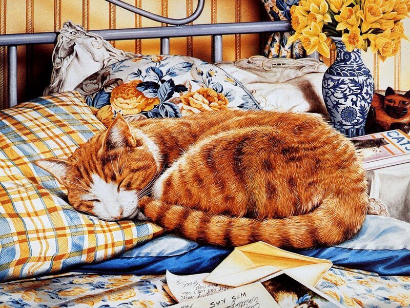 Orange Tabby Cat Sleeping — Peaceful