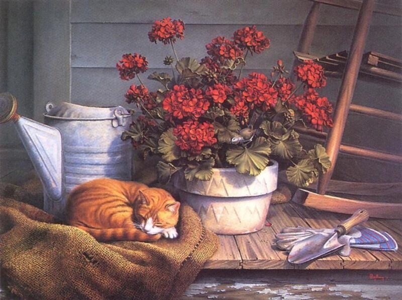 Orange Tabby Cat Sleeping — Red
