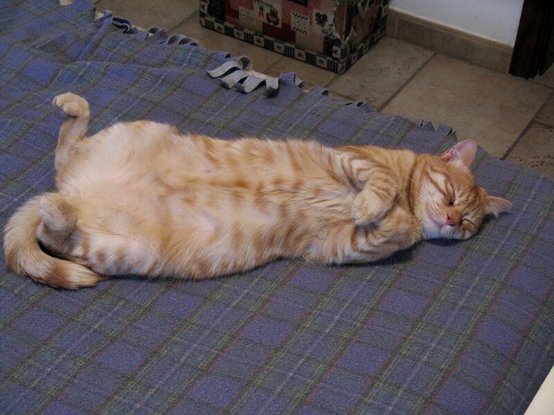 Orange Tabby Cat Sleeping — Relaxed, Photograph