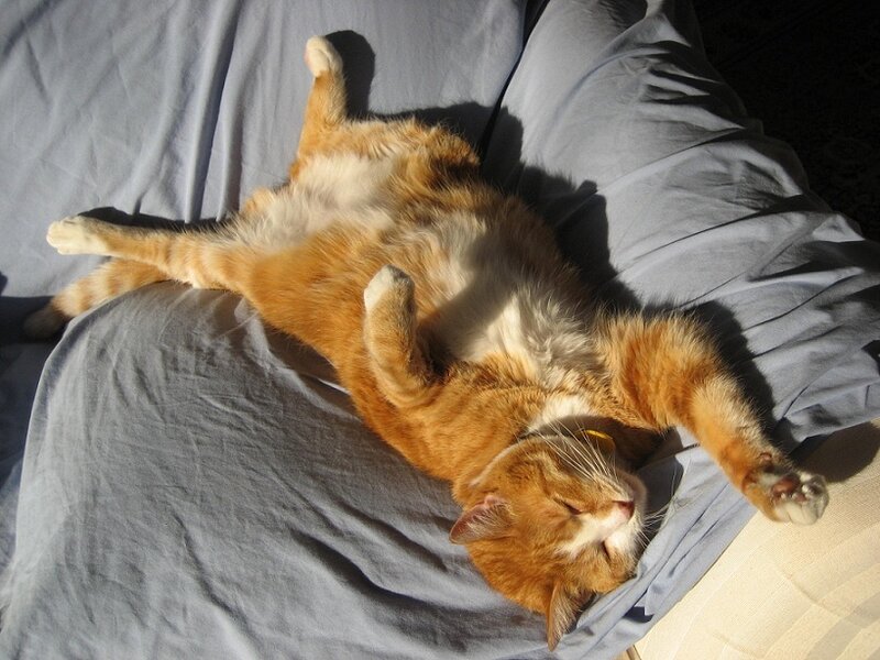 Orange Tabby Cat Sleeping — Relaxed