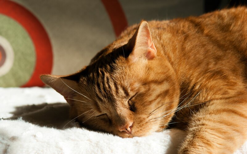Orange Tabby Cat Sleeping — Serene, Afternoon, Photograph
