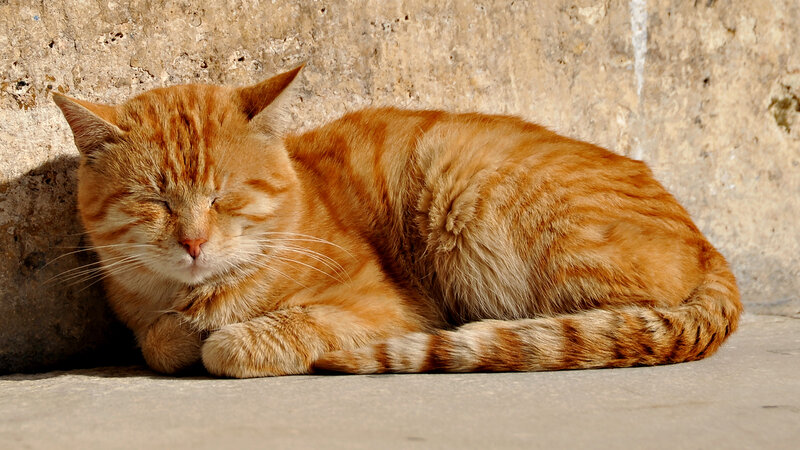 Orange Tabby Cat Sleeping — Serene, Afternoon, Photograph, Wall