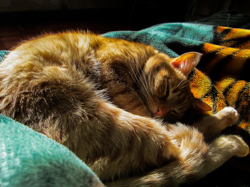 Orange Tabby Cat Sleeping — Serene, Afternoon