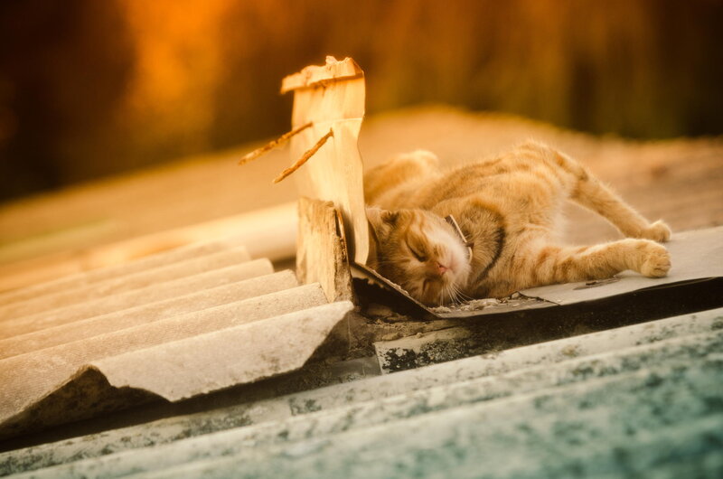 Orange Tabby Cat Sleeping — Serene, Sunset