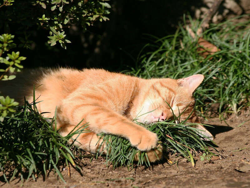 Orange Tabby Cat Sleeping — Serene