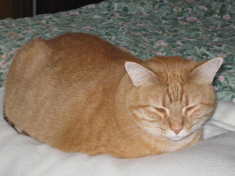 orange tabby cat sleeping