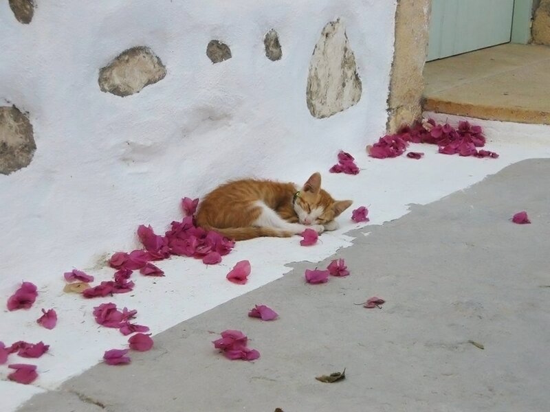 Orange Tabby Cat Sleeping — White, Peaceful