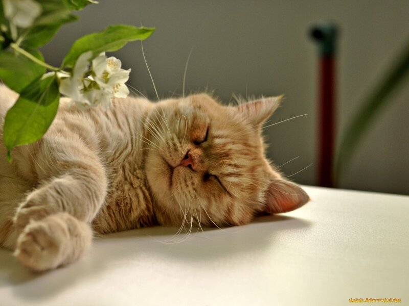 Orange Tabby Cat Sleeping — White