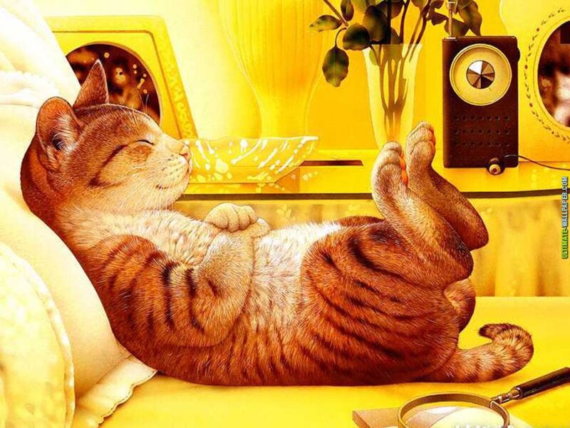 Orange Tabby Cat Sleeping — Yellow, Relaxed