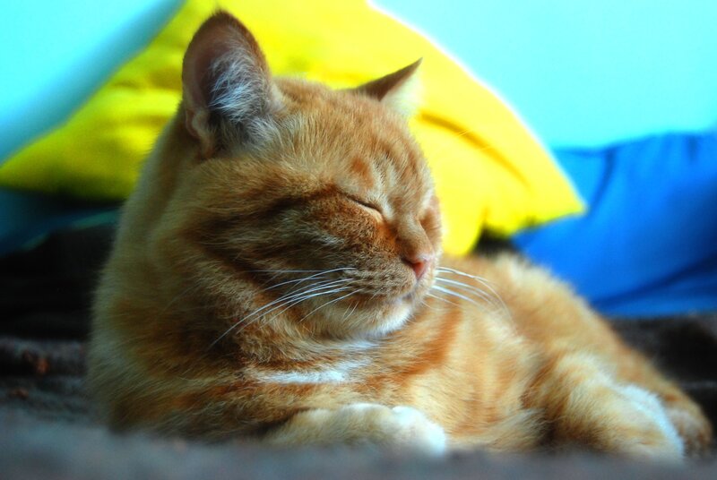 Orange Tabby Cat Sleeping — Yellow, Serene