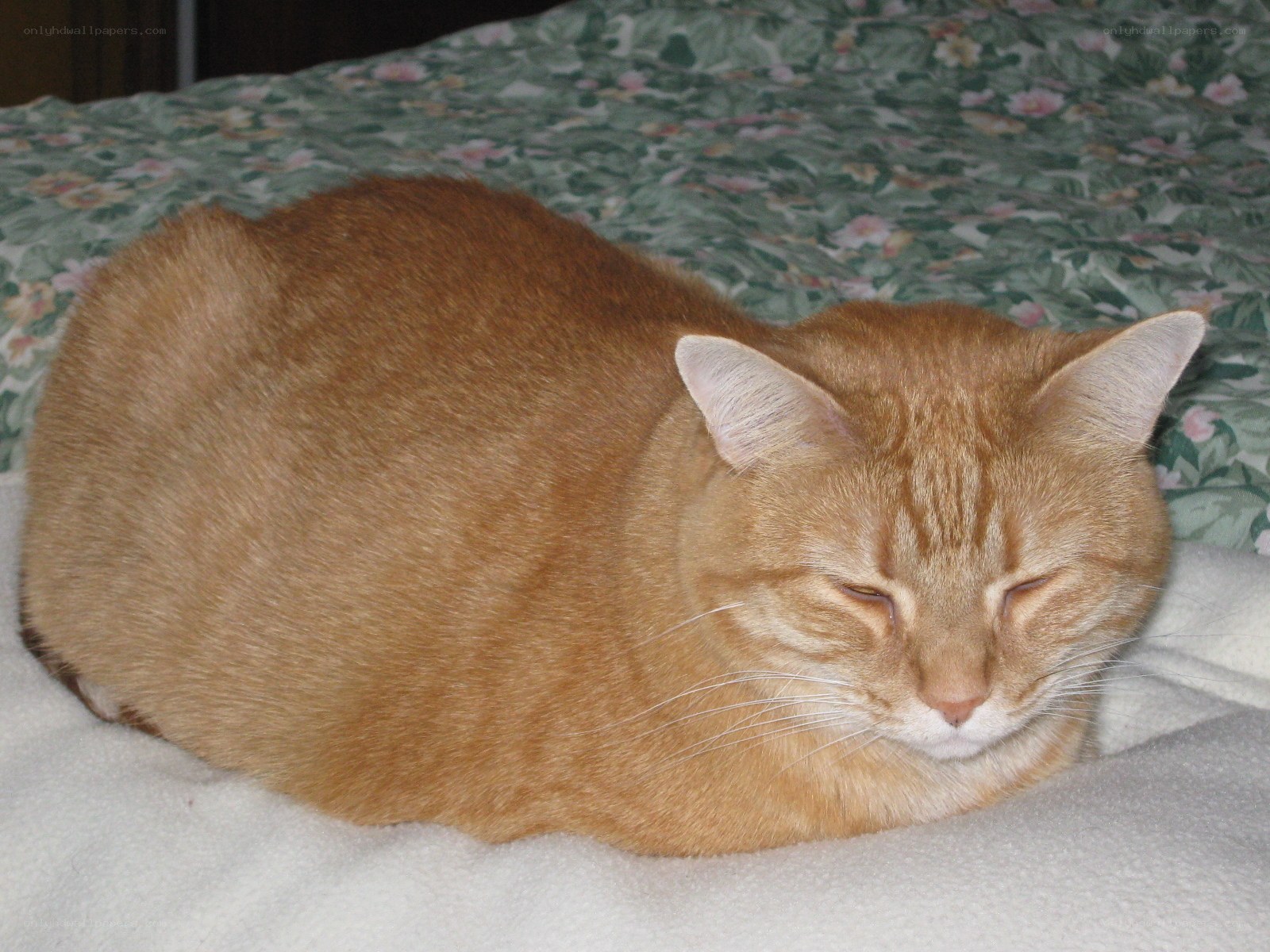 orange tabby cat sleeping