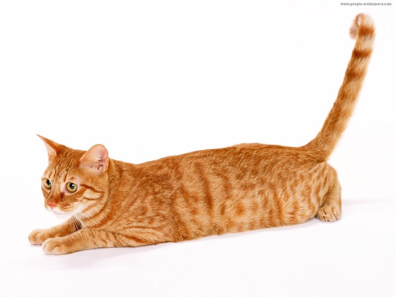 orange tabby cat stretching