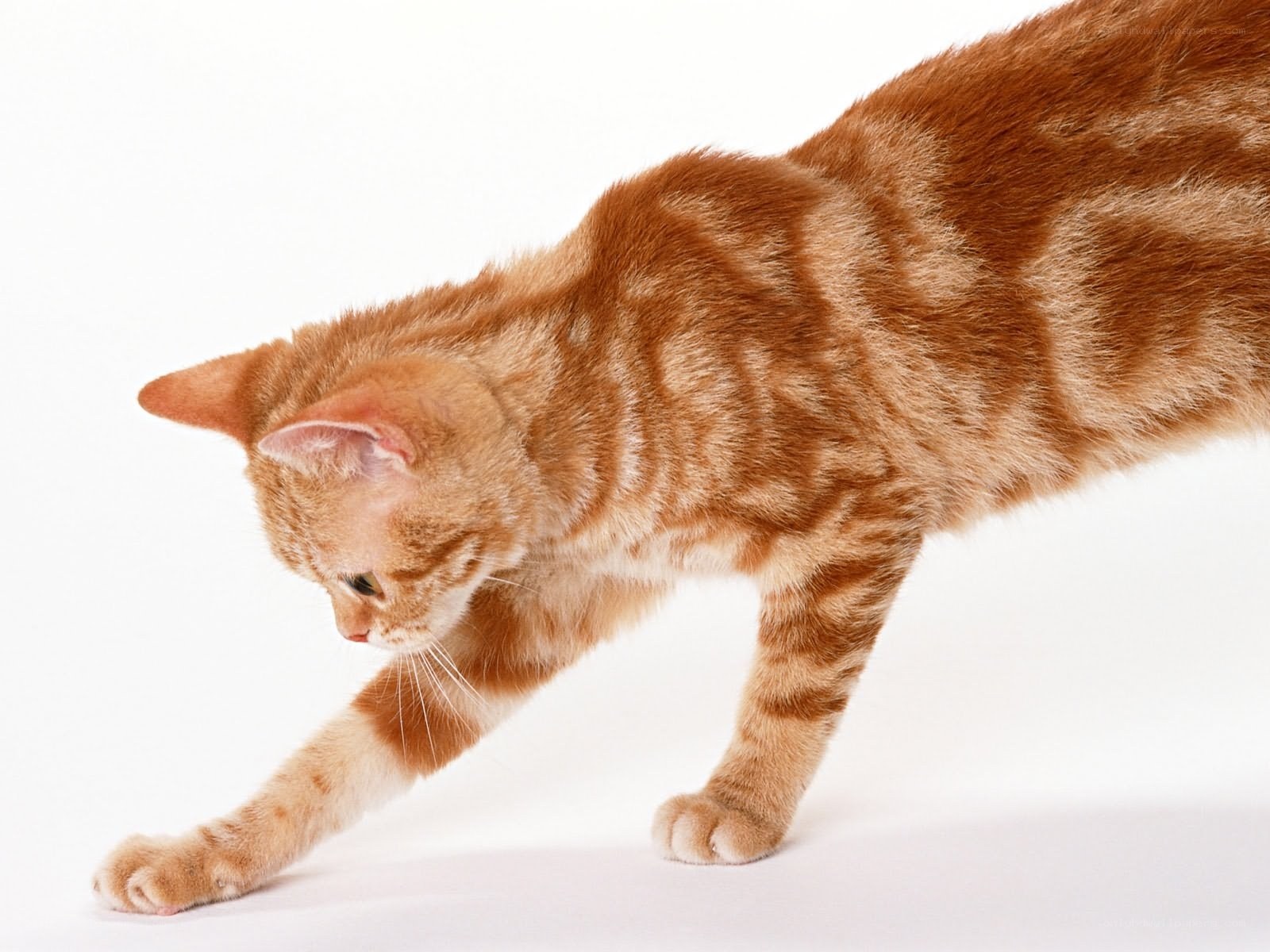 orange tabby cat stretching