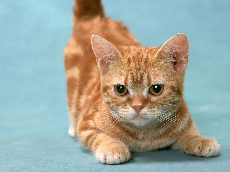 orange tabby cat stretching
