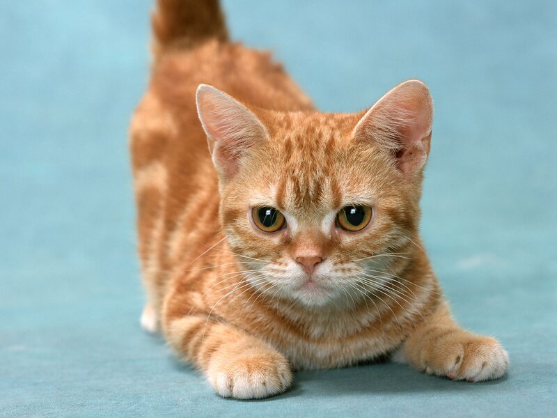 orange tabby cat stretching