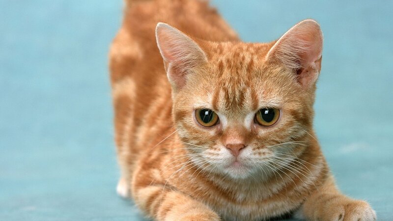 orange tabby cat stretching