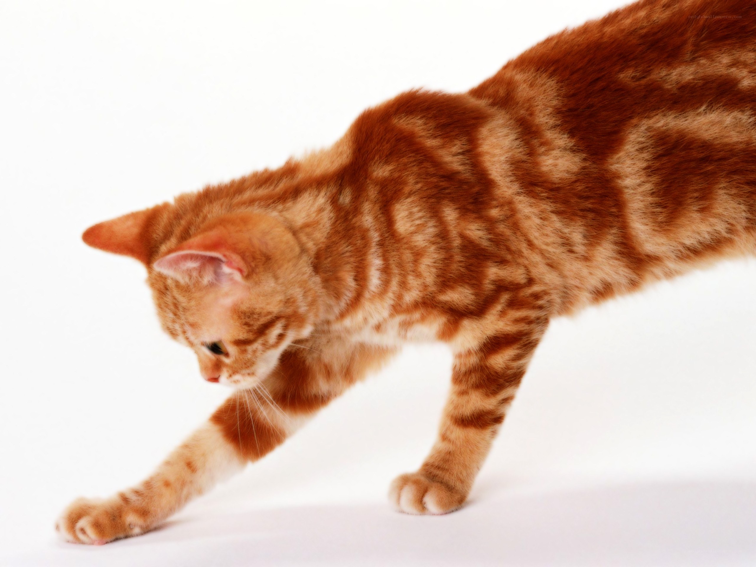 orange tabby cat stretching