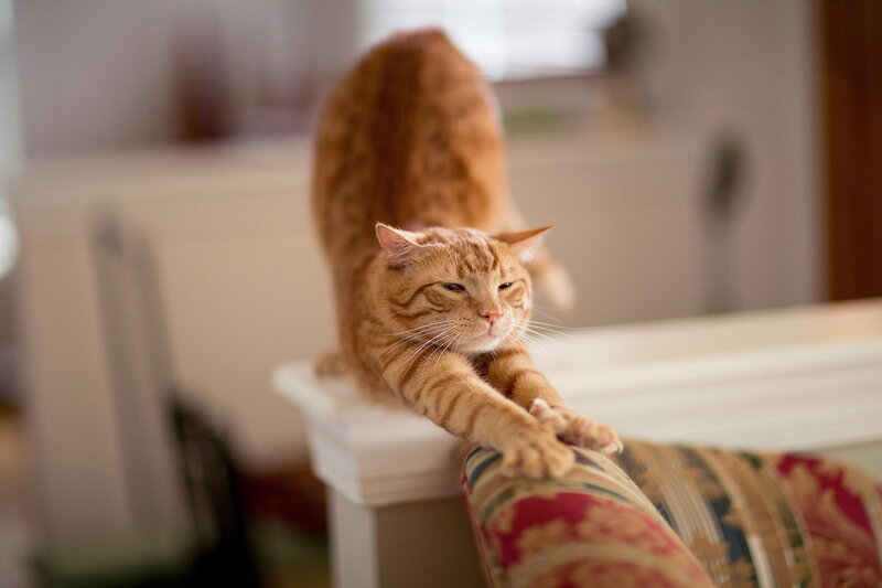 Orange Tabby Cat Stretching — Calm, Afternoon
