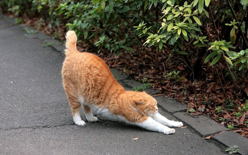 Orange Tabby Cat Stretching — Calm, Autumn