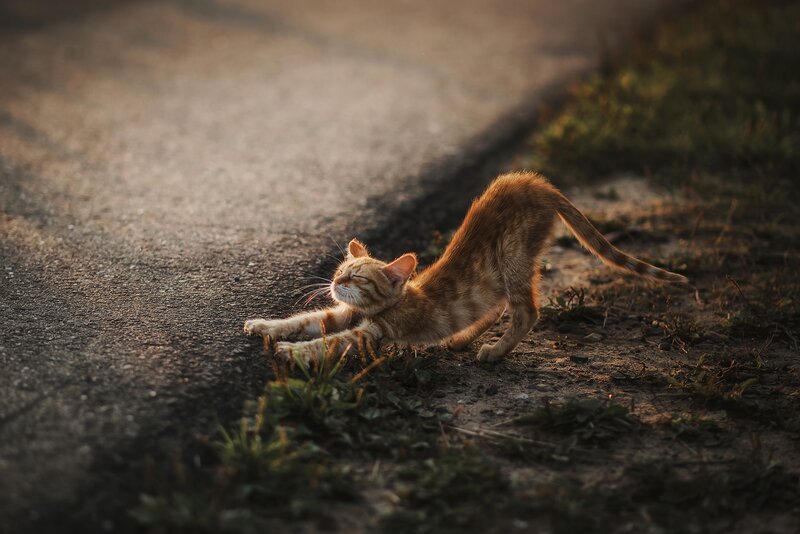 Orange Tabby Cat Stretching — Calm, Sunset