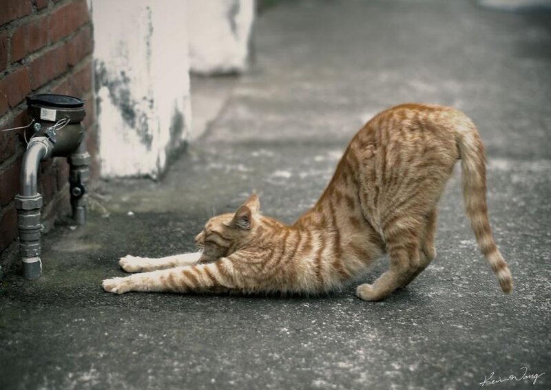 Orange Tabby Cat Stretching — Calm