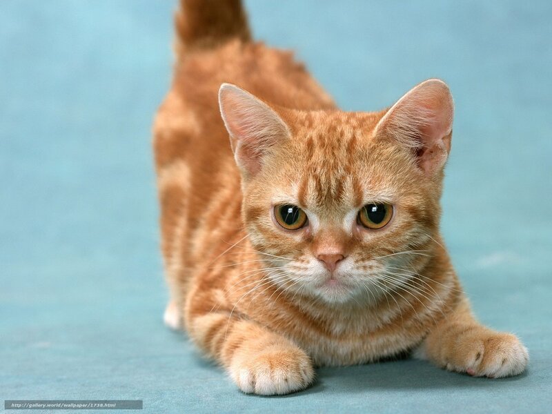 orange tabby cat stretching