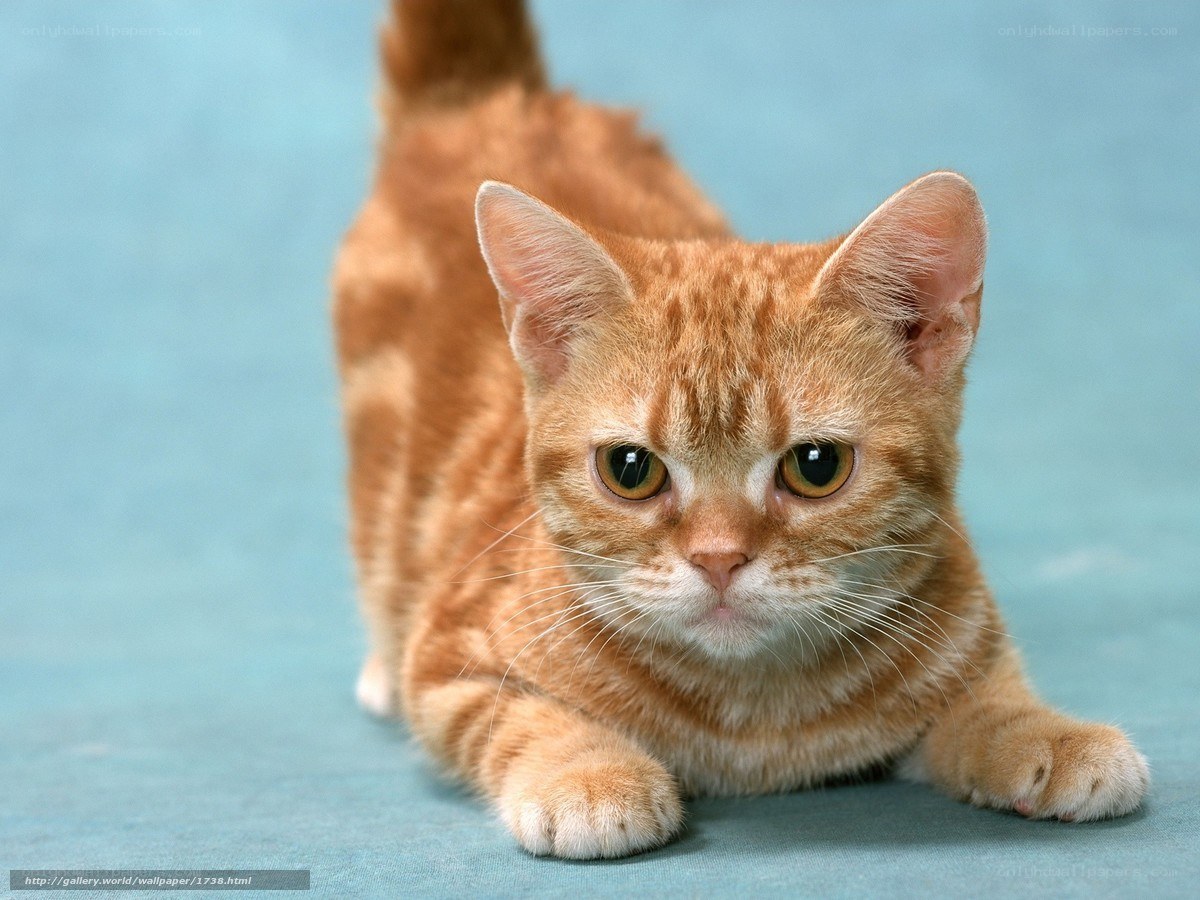 orange tabby cat stretching