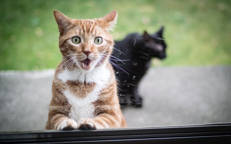 Orange Tabby Cat — Surprised