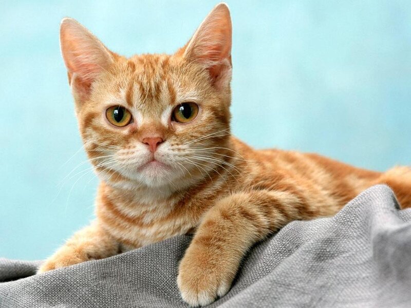 Orange Tabby Cat