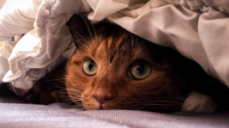 Orange Tabby Cat under Blanket