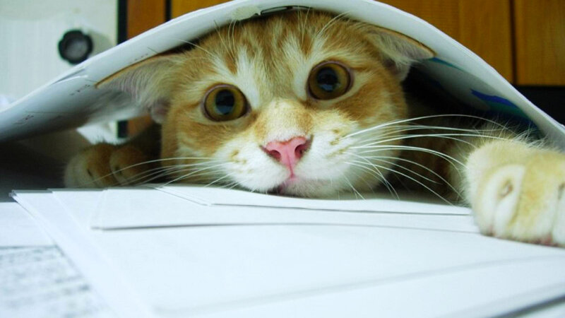 Orange Tabby Cat under Paper