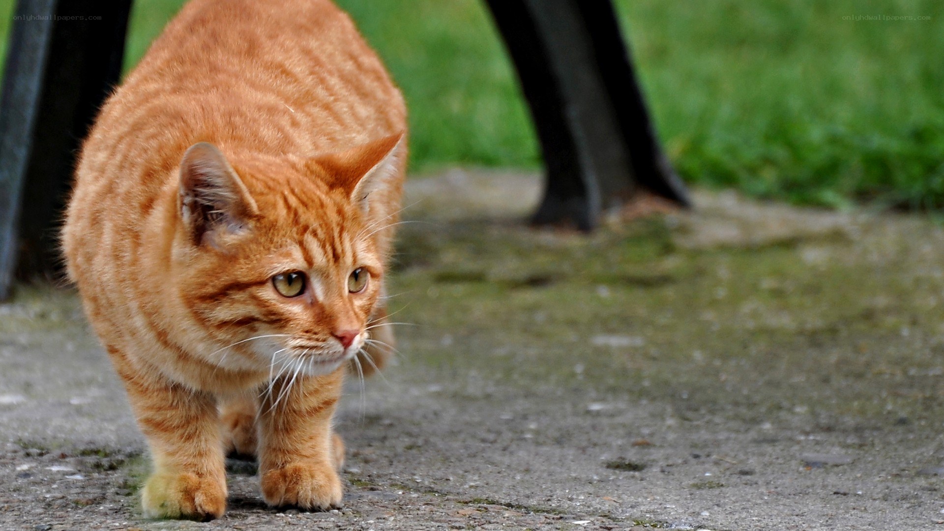 orange tabby cat walking