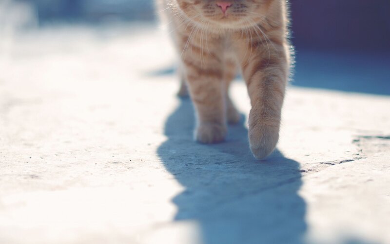 Orange Tabby Cat Walking — Calm