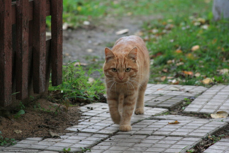 orange tabby cat walking