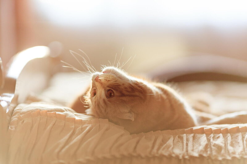 Orange Tabby Cat — White, Calm, Morning, Photograph