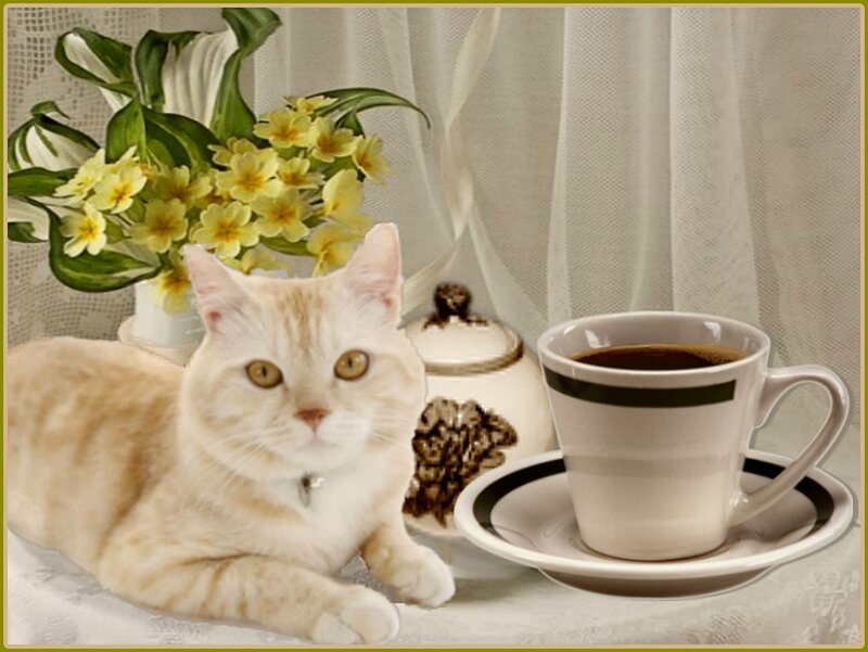 Orange Tabby Cat — White, Calm, Morning