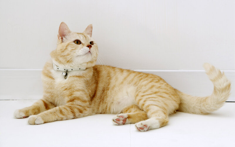 Orange Tabby Cat — White, Calm, Photograph