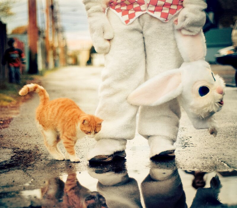 Orange Tabby Cat — White, Calm