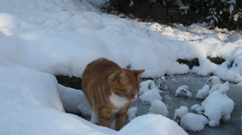 Orange Tabby Cat — White, Calm, Winter