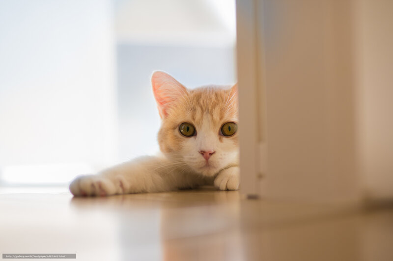 Orange Tabby Cat — White, Curious, Morning, Photograph
