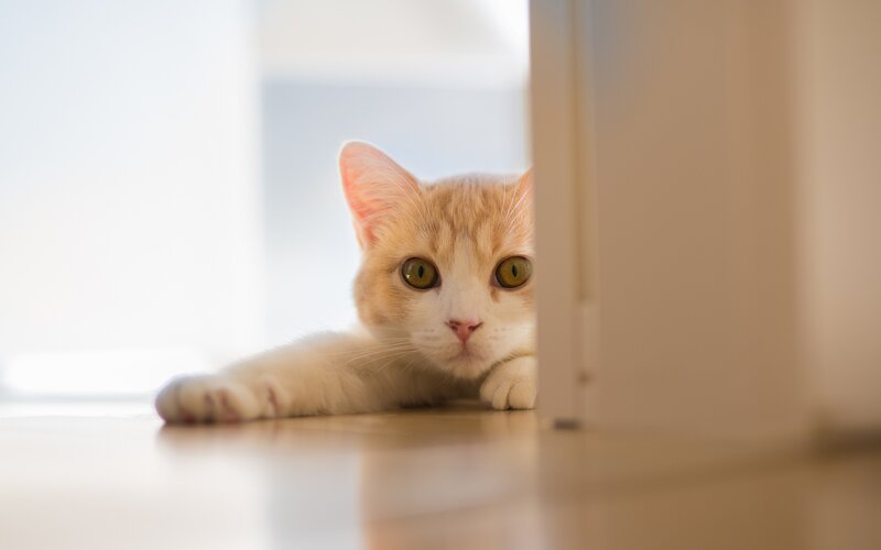 Orange Tabby Cat — White, Curious, Morning