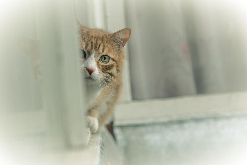 Orange Tabby Cat — White, Curious, Photograph