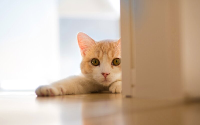 Orange Tabby Cat — White, Curious