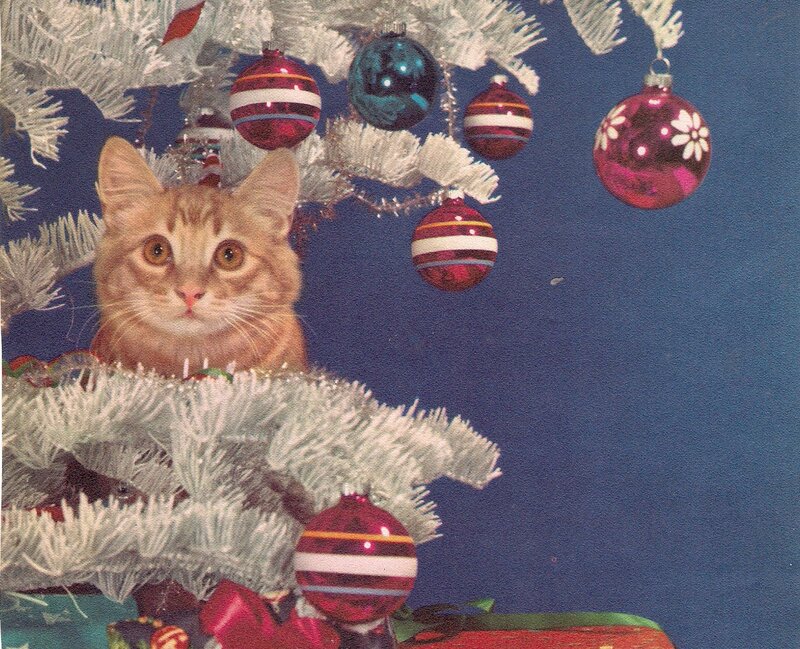 Orange Tabby Cat — White, Festive