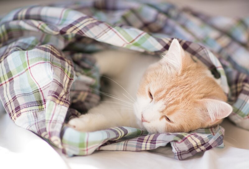 Orange Tabby Cat — White, Peaceful