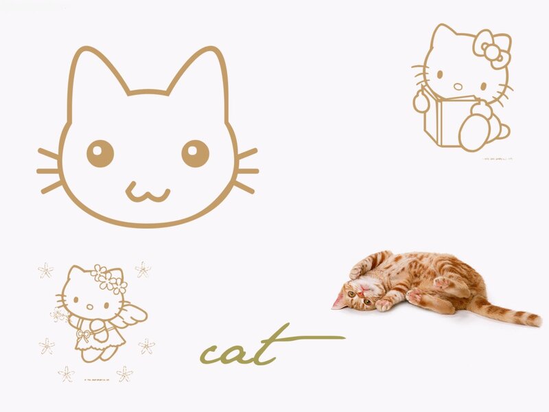 Orange Tabby Cat — White, Playful