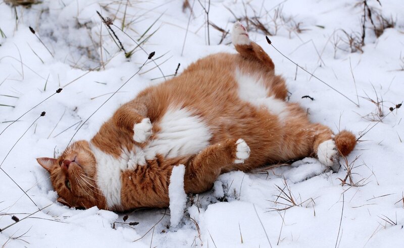 Orange Tabby Cat — White, Playful, Winter, Photograph
