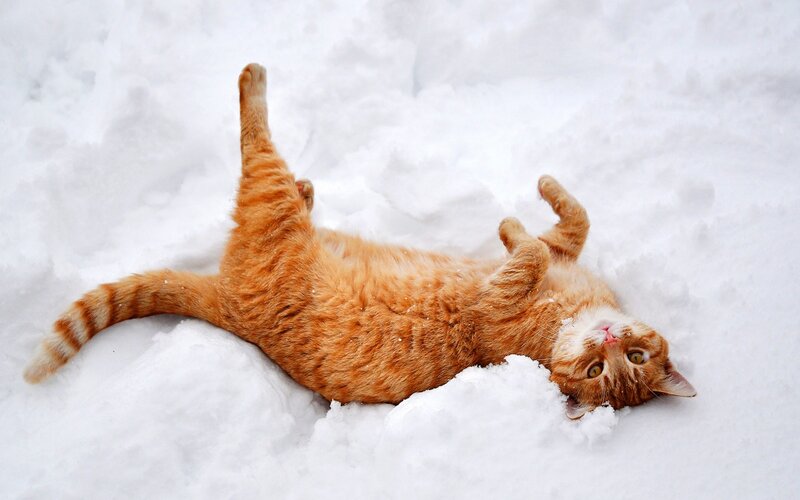 Orange Tabby Cat — White, Playful, Winter