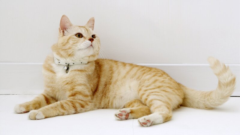 Orange Tabby Cat — White