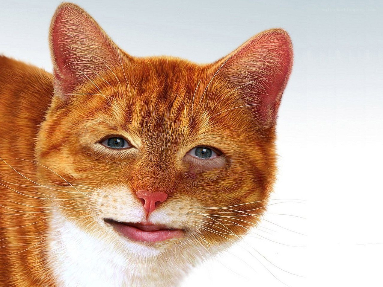 orange tabby cat with blue eyes
